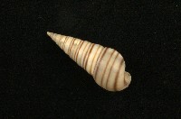 藏品(塔螺)的圖片